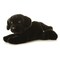Aurora Cole Black Lab Puppy Plush Flopsie Stuffed Animal 12 inch